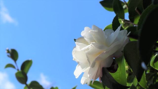 青空と白いお花
