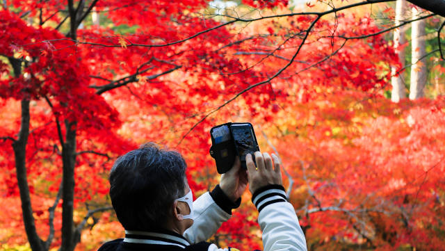弥彦公園「もみじ谷」真っ赤な紅葉を撮影中