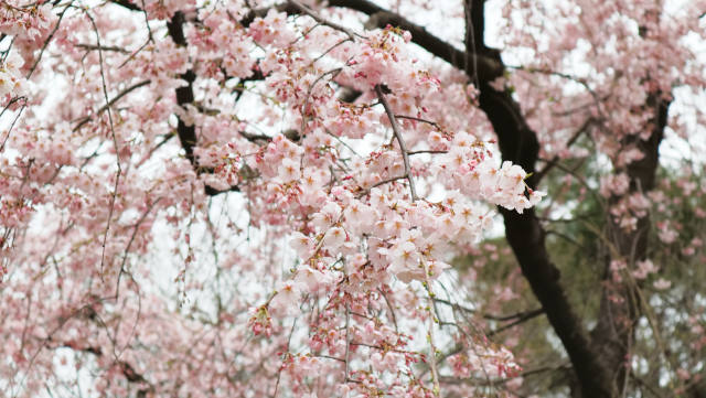 じゅんさい池の枝垂れ桜