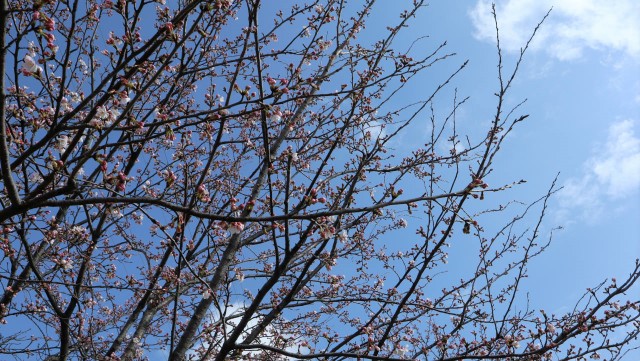 どんどん咲きそうな桜
